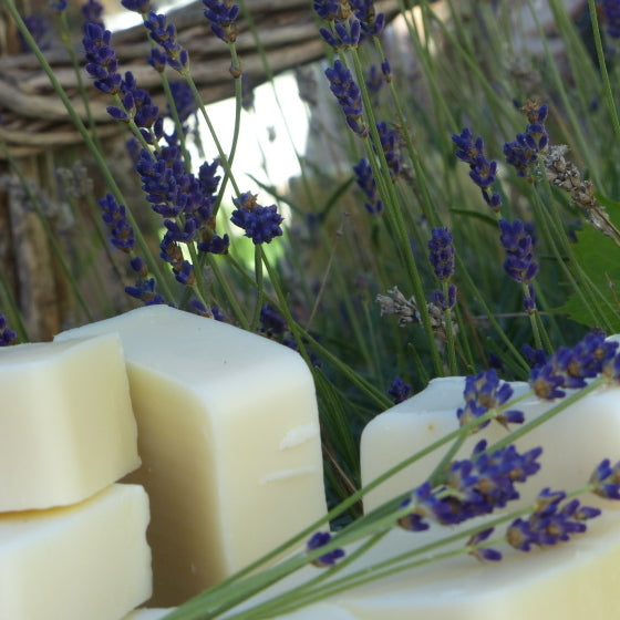 Lavender